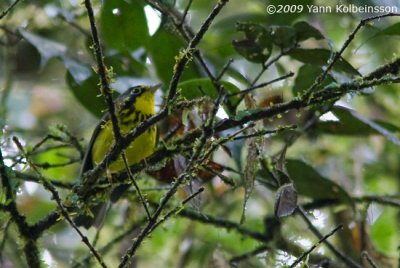 Canada Warbler (Wilsonia canadensis)