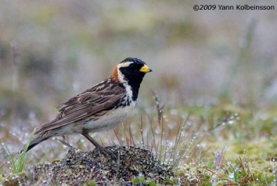 Lapland Bunting, breeding male