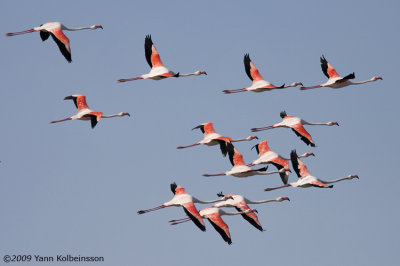 Phoenicopteridae (flamingos)