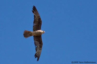 Eleonora's Falcon (Falco eleonorae)