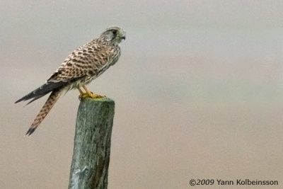 Eurasian Kestrel (Falco tinnunculus)