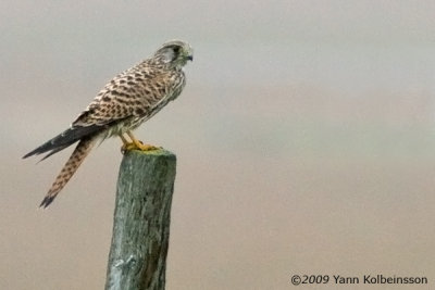 Eurasian Kestrel, juvenile