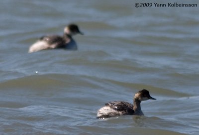 Eared (Black-necked) Grebe