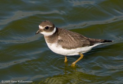 Common Ringed Plover, juvenile