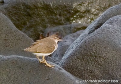 Spotted Sandpiper, 1cy