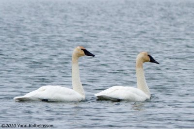 Trumpeter Swan, adults