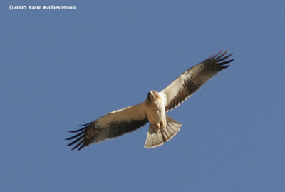 Booted Eagle (Hieraaetus pennata)