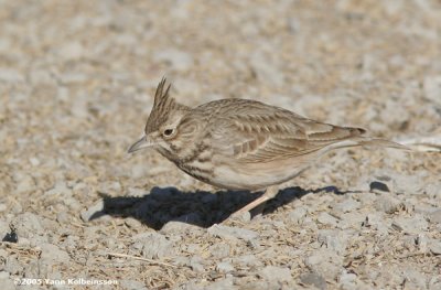Crested Lark (Galerida cristata)