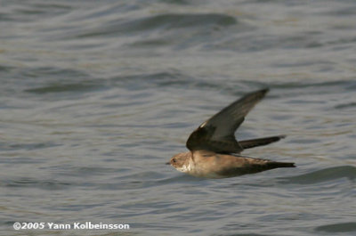 Eurasian Crag-Martin