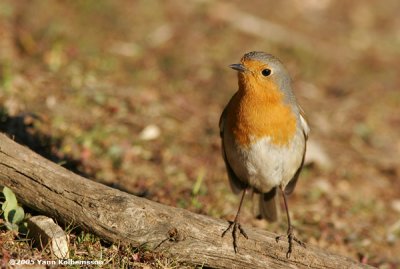 European Robin