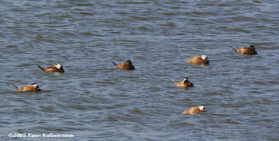 White-headed Ducks, males (5) and females (2)