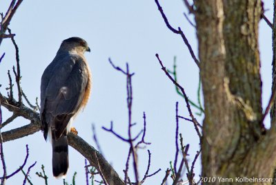 Cooper's Hawk, male