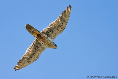 Gyr Falcon (Falco rusticolus)