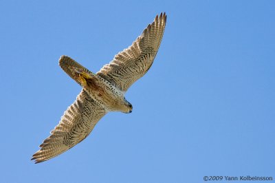 Falconiformes