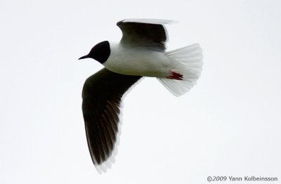 Little Gull (Hydrocoloeus minutus)