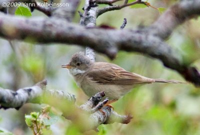 Greater Whitethroat (Sylvia communis)