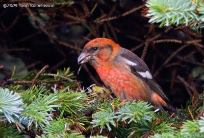 White-winged Crossbill (Loxia leucoptera)