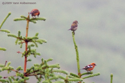 White-winged Crossbill, male (ssp. bifasciata) with Red Crossbills