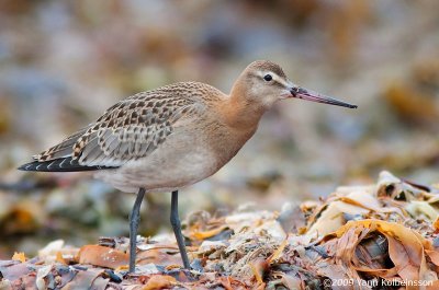 Black-tailed Godwit, juvenile (ssp. islandica)