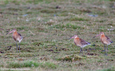 Black-tailed Godwit, juveniles (ssp. islandica)