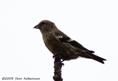 White-winged Crossbill (ssp. leucoptera)