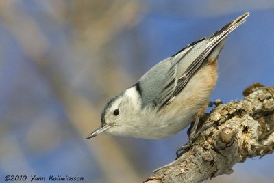 White-breasted Nuthatch, female