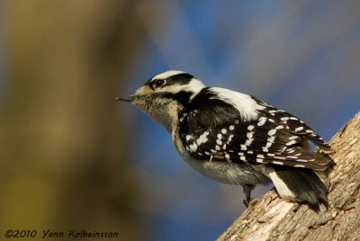 Downy Woodpecker, female