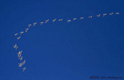 Tundra Swans, ssp. columbianus