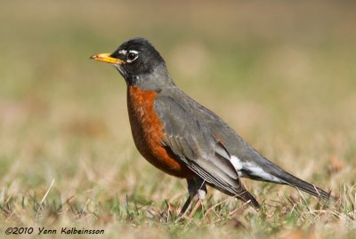 American Robin, male