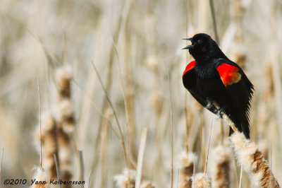 Red-winged Blackbird (Agelaius phoeniceus)