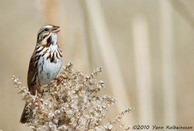 Song Sparrow, singing male