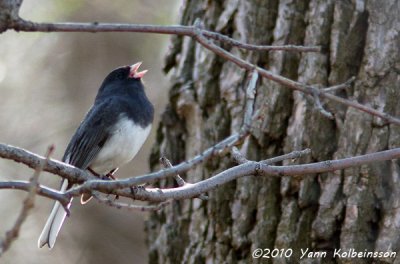 Dark-eyed Junco, singing male