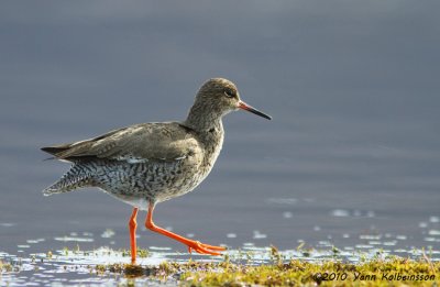 Common Redshank (Tringa totanus)