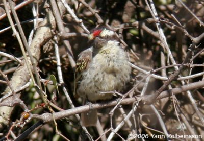 Red-fronted Barbet, adult