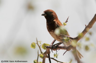 Chestnut Sparrow, male