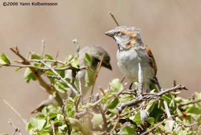 Kenya Rufous Sparrows, male in front