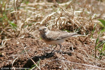 Pied Wheatear, female