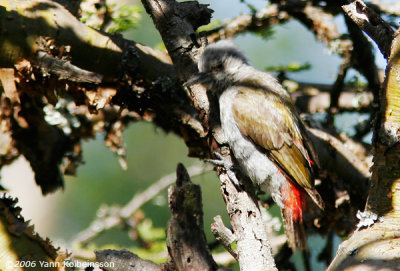 Grey-headed Woodpecker (Dendropicos spodocephalus)
