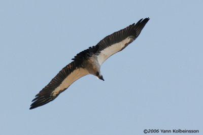 White-backed Vulture, adult