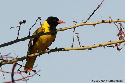 African Black-headed Oriole, adult