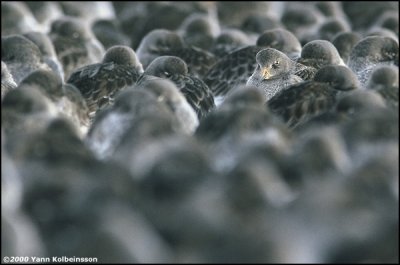 Purple Sandpiper, winter flock