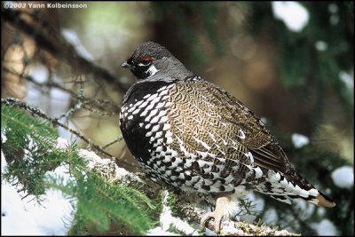 Spruce Grouse, male