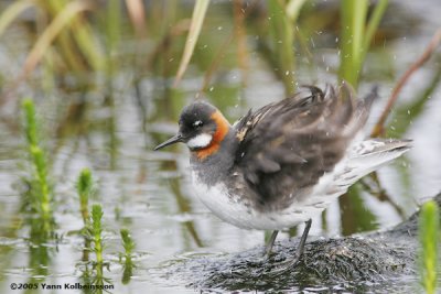 Red-necked Phalarope (Phalaropus lobatus)