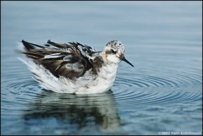 Red-necked Phalarope, adult moulting to winter plumage