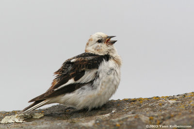 Snow Bunting, singing male