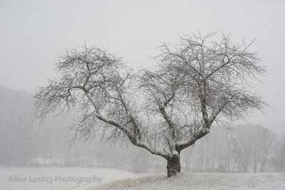 _243 Snowtree.jpg