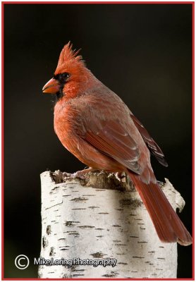 _DSC00190534cardinal copy.jpg