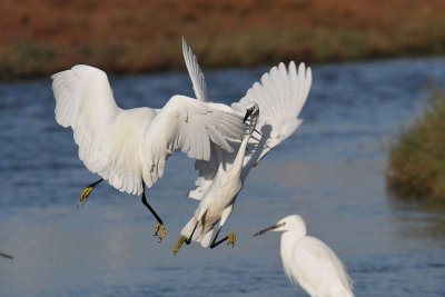 Egretta Garzetta