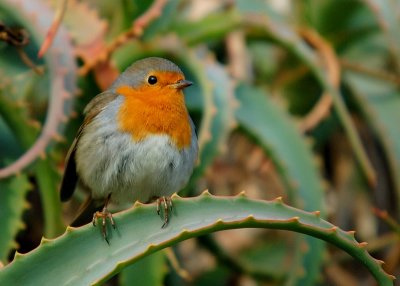 Pettirosso - Erithacus rubecula