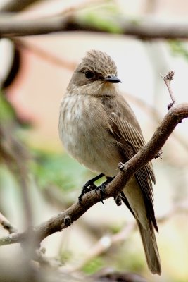 Pigliamosche - Muscicapa striata